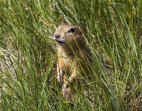 on the prairie f95|On the Prairie by The.